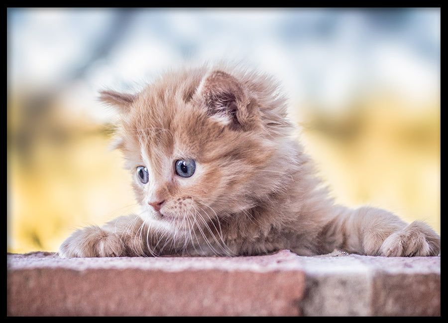 Poster - Baby Cat