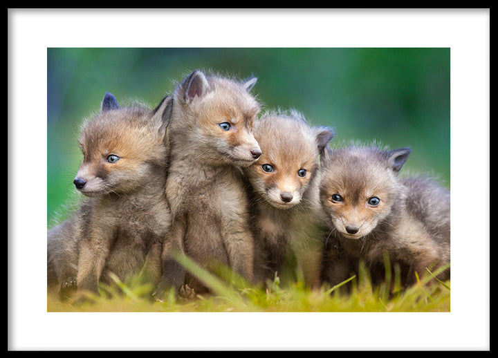 Poster - Wolfs of Sweden