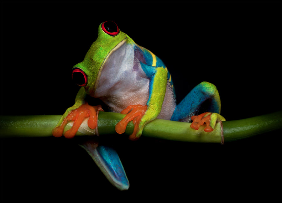 Poster - Froggy