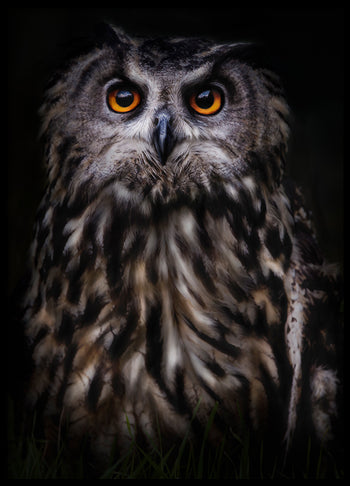 Poster - The Wise