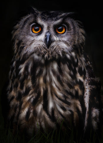 Poster - The Wise