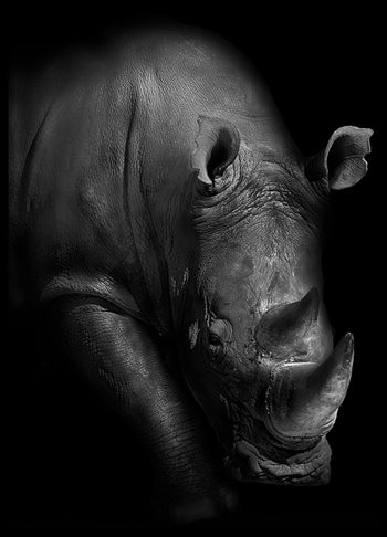 Poster - Horn