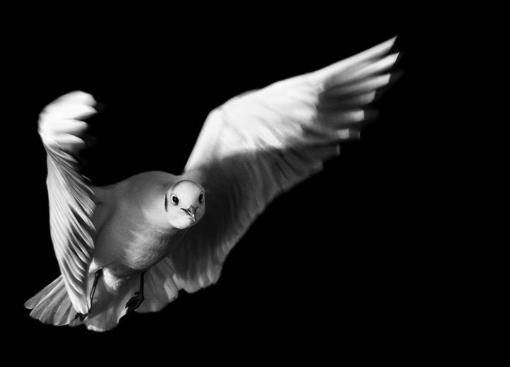 Poster - Flight of Freedom