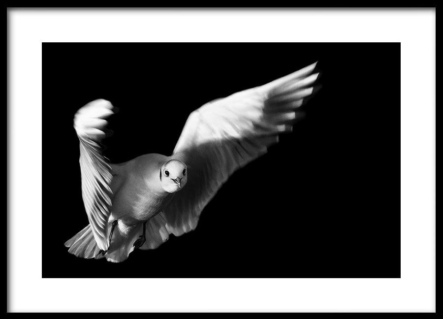 Poster - Flight of Freedom