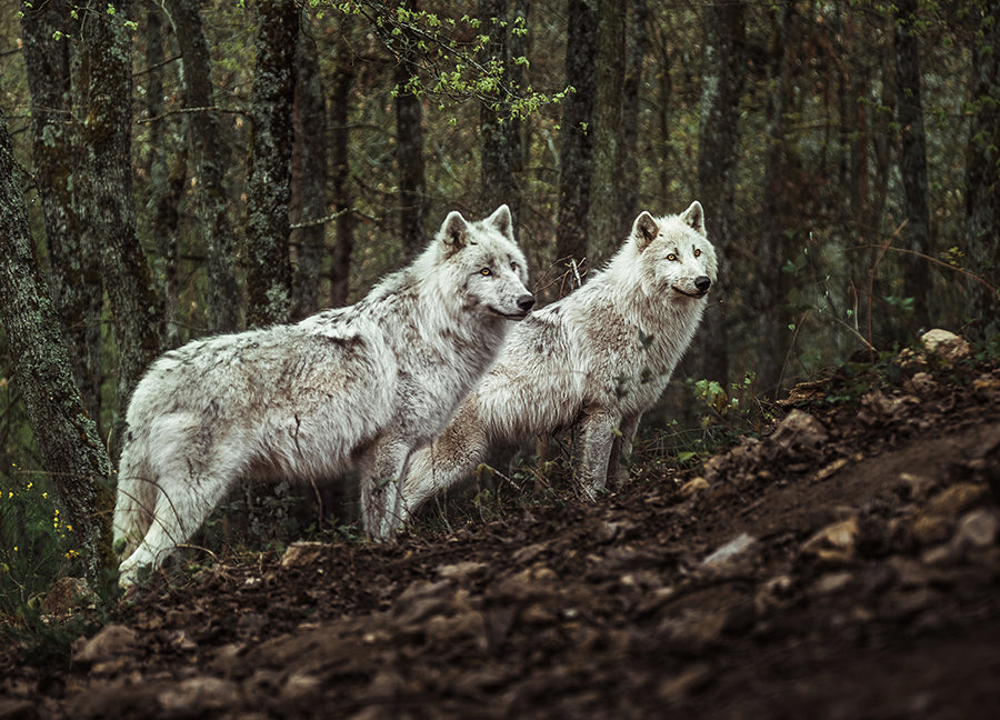 Poster - Predators