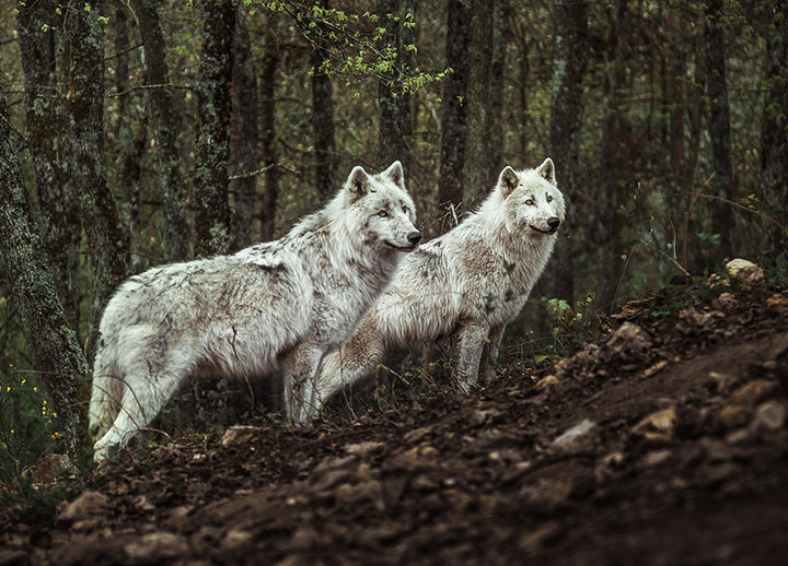 Poster - Predators