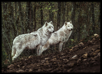 Poster - Predators