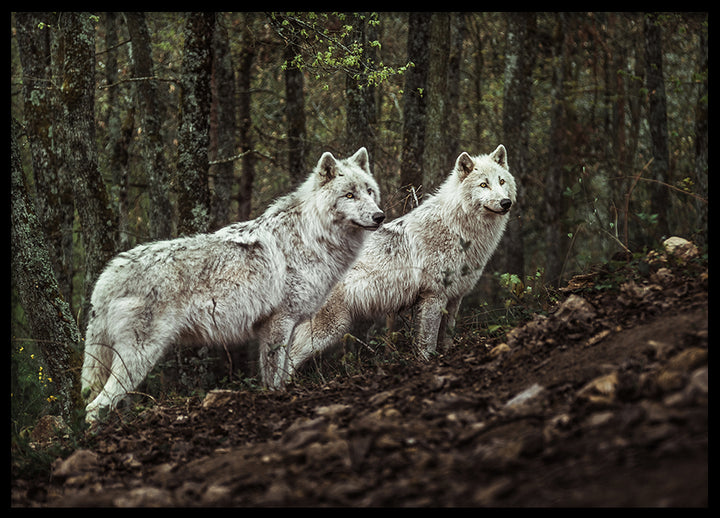 Poster - Predators