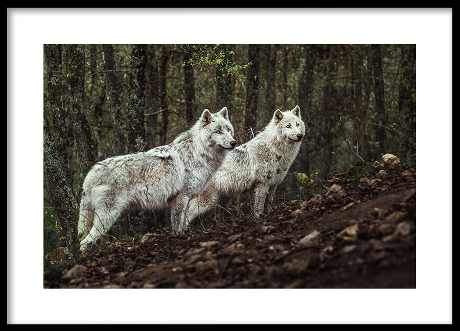Poster - Predators