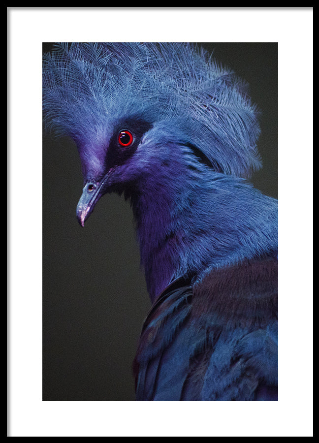 Poster - Polly
