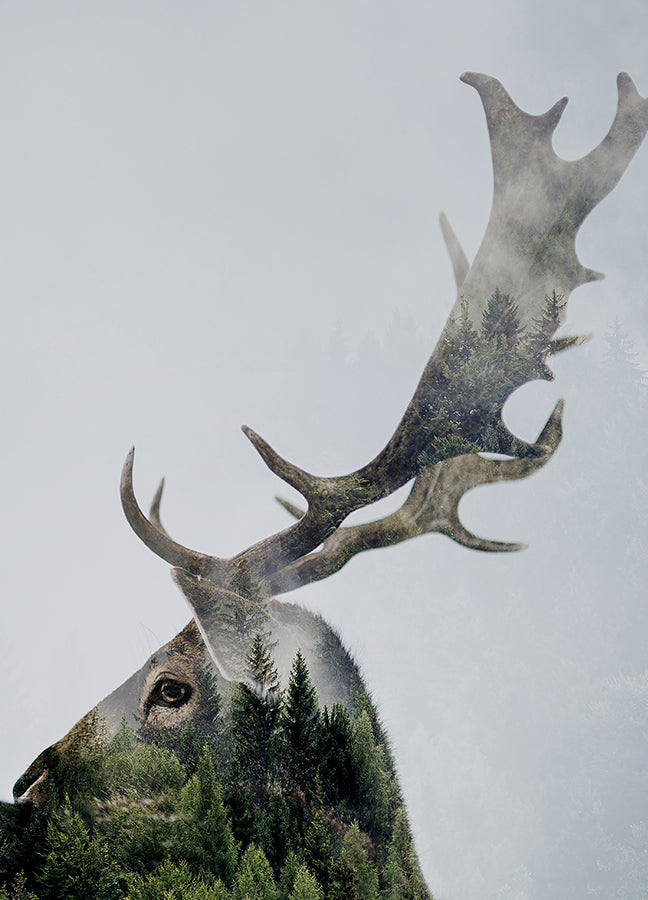 Poster - Antler