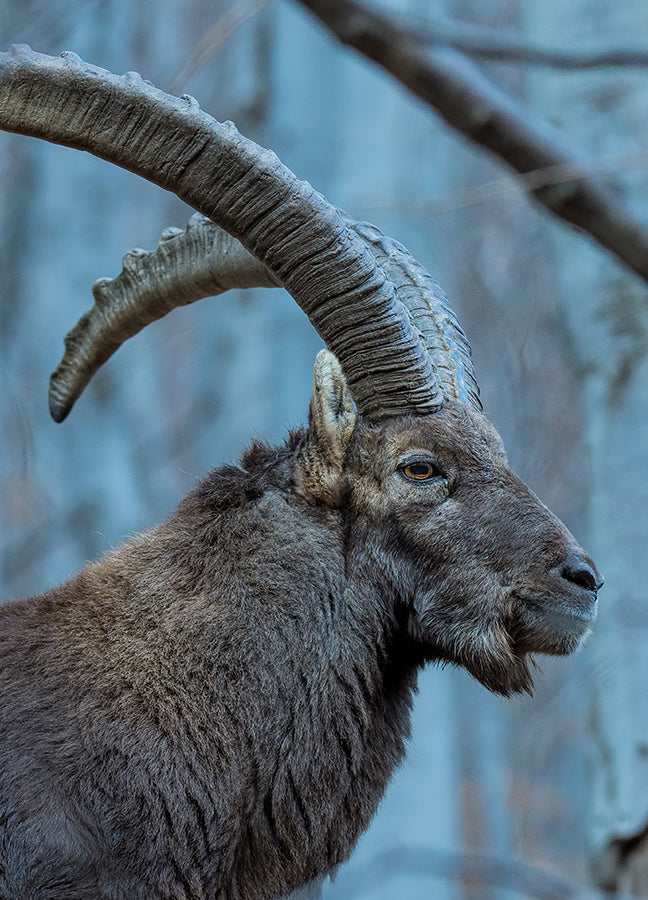 Poster - Buck