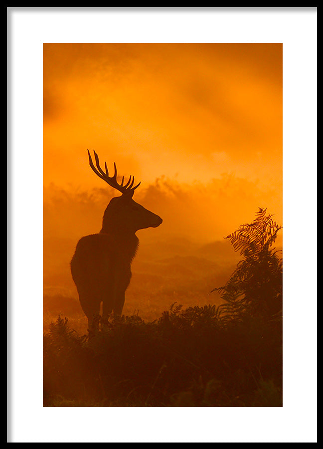 Poster - Misty Morning