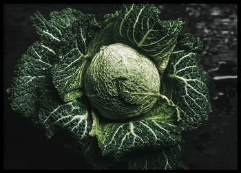 Poster - Green Cabbage