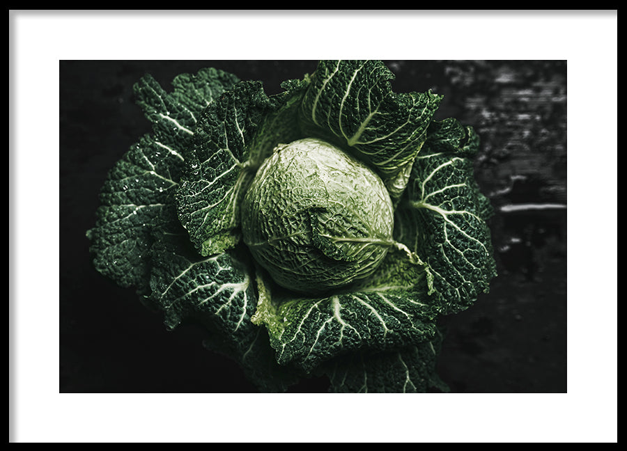 Poster - Green Cabbage