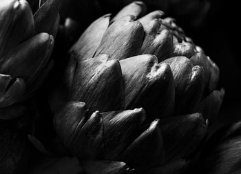Poster - Cardoon