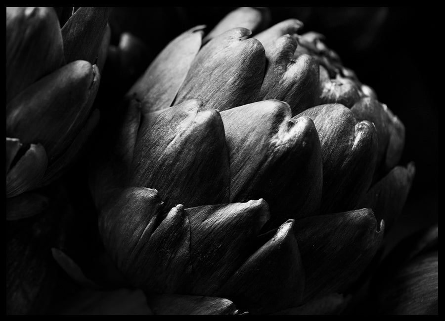 Poster - Cardoon