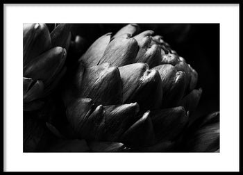 Poster - Cardoon
