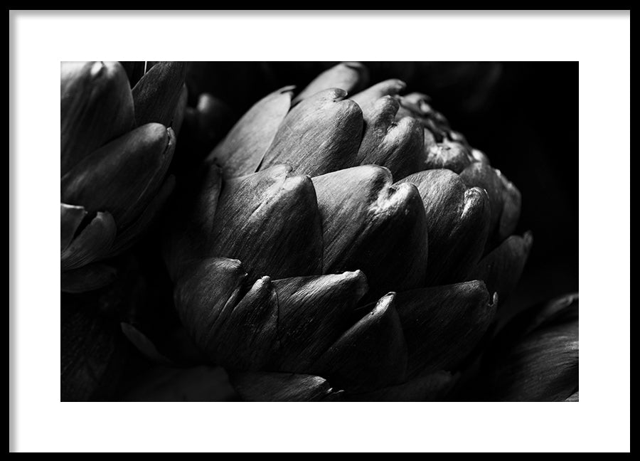 Poster - Cardoon