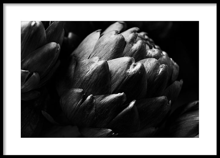Poster - Cardoon