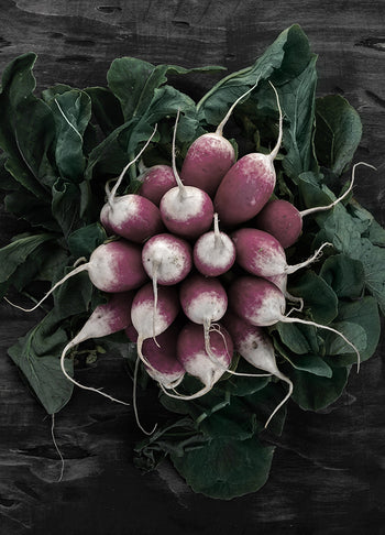 Poster - Radish