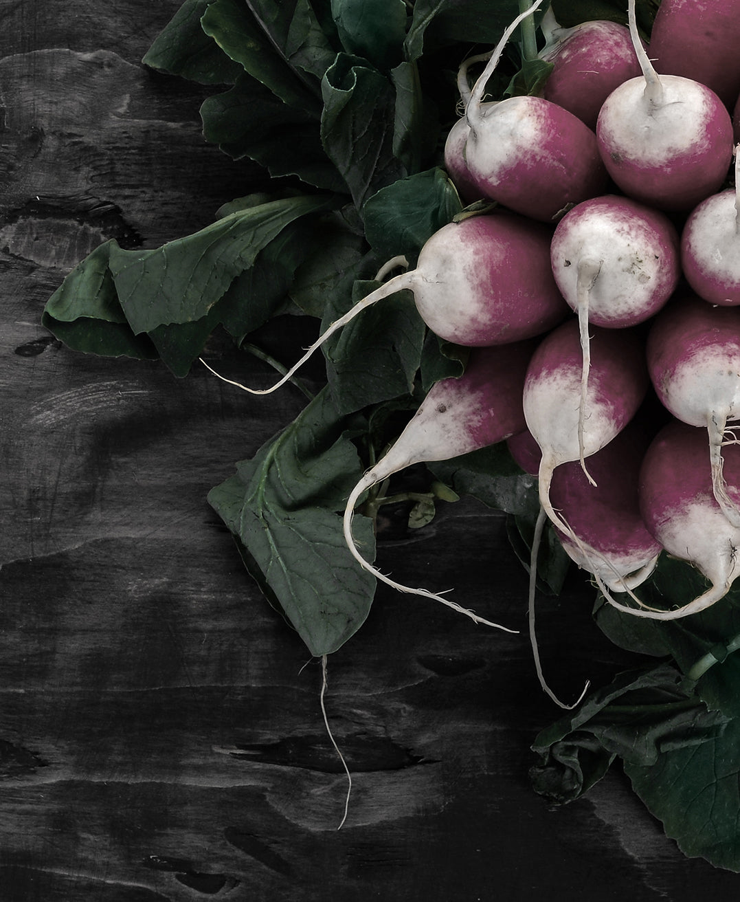 Canvastavla - Radish