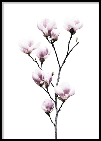 Poster - Magnolia