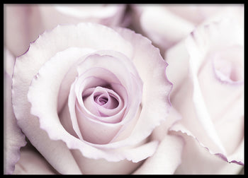 Poster - Roses are Pink