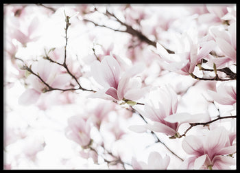 Poster - Blossoms of Magnolia