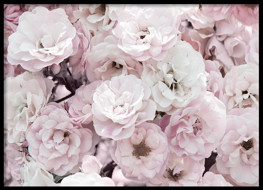Poster - Wild Roses