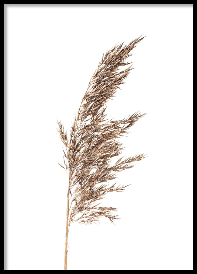 Poster - Grass panicles