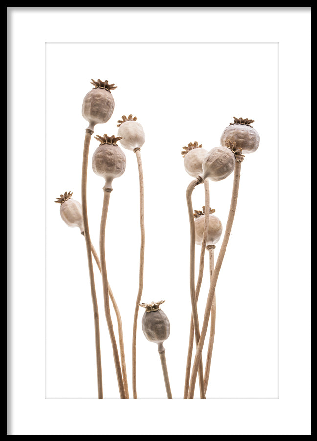 Poster - Poppy capsules