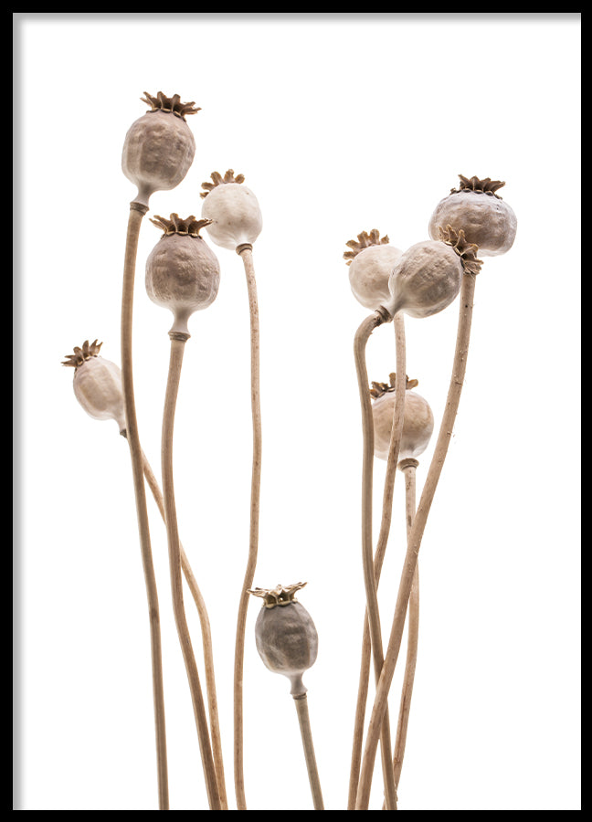 Poster - Poppy capsules