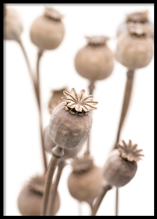 Poster - Dry poppy