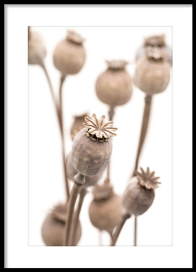 Poster - Dry poppy