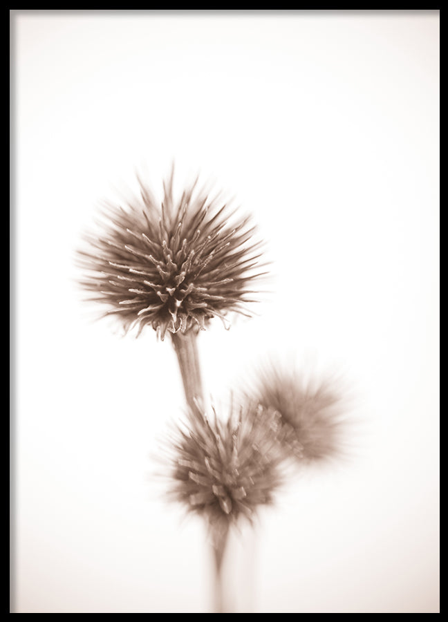 Poster - Seed Pods