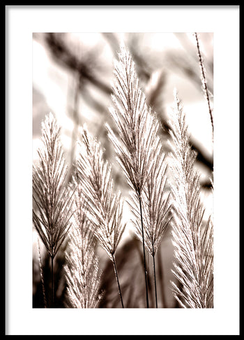 Poster - White grass flower
