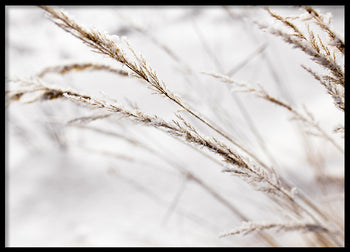 Poster - Grass in snow