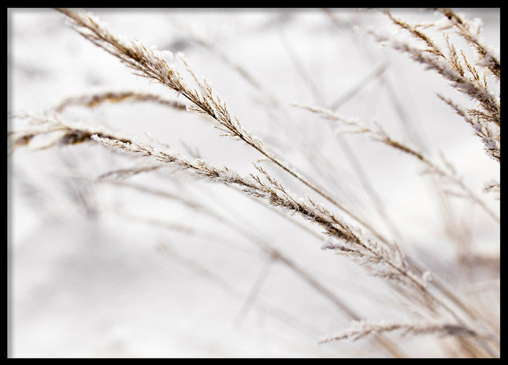 Poster - Grass in snow