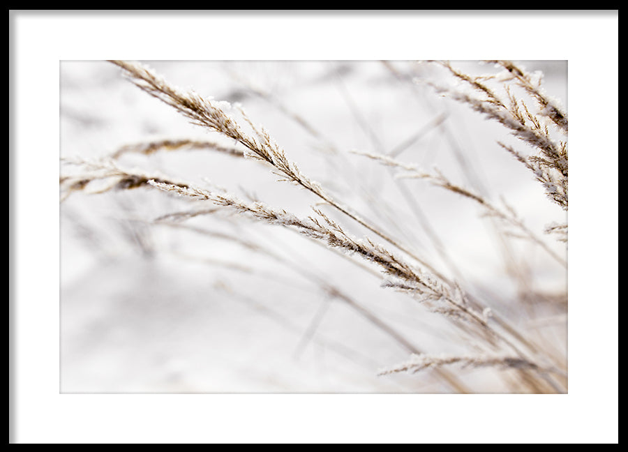 Poster - Grass in snow
