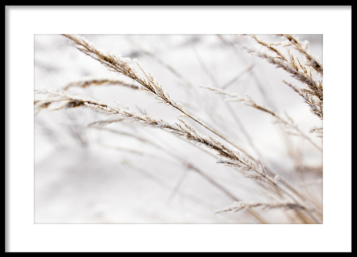 Poster - Grass in snow