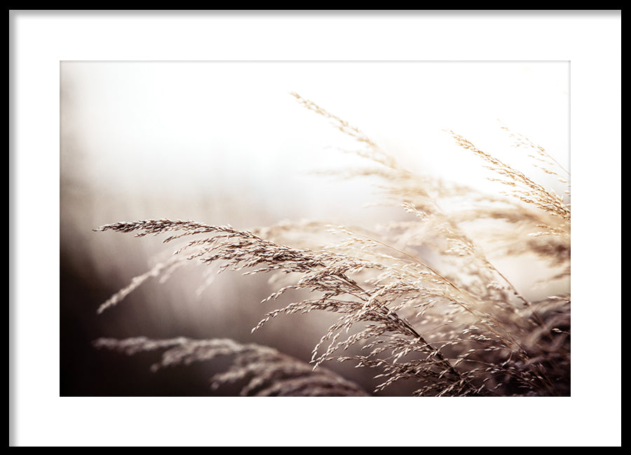 Poster - Beach grass