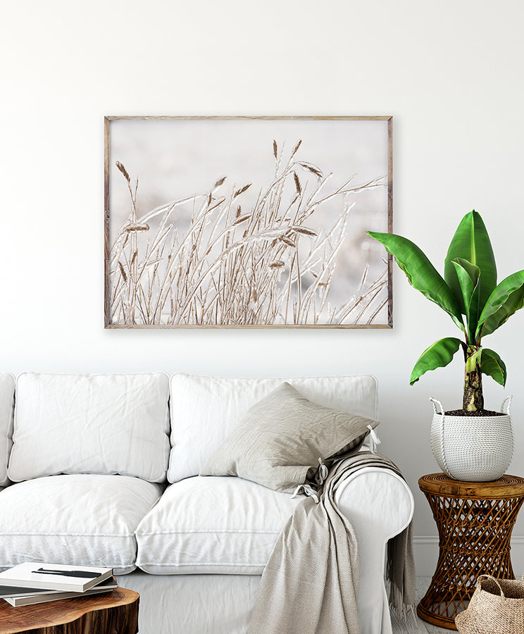 Poster -  Dry grass covered with ice