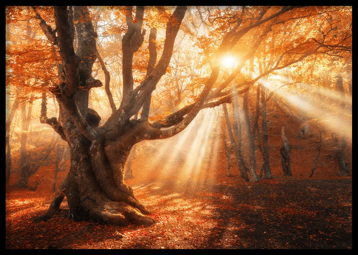Poster - Sunlit Grove