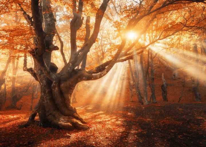 Poster - Sunlit Grove