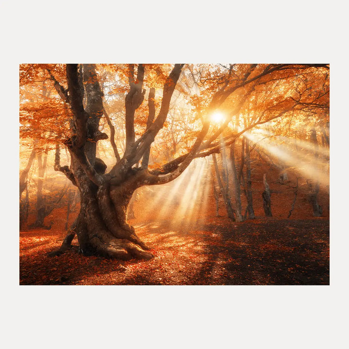 Poster - Sunlit Grove