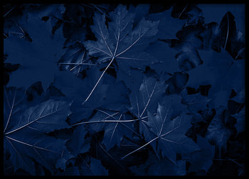 Poster - Blue Maple