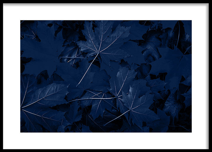 Poster - Blue Maple