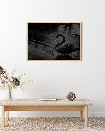 Poster - Black Swan