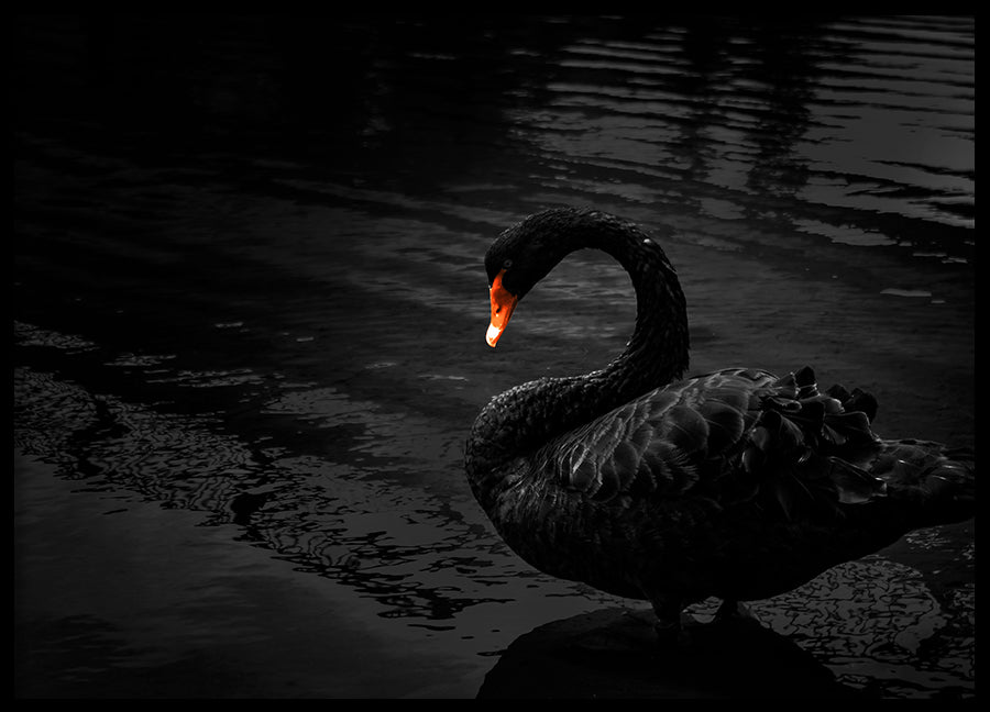 Poster - Black Swan